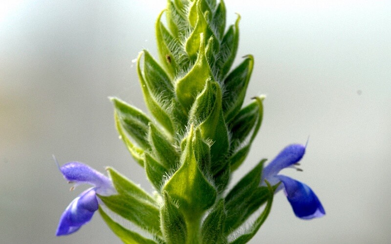 Чиа еще называют испанским шалфеем (salvia hispanica).