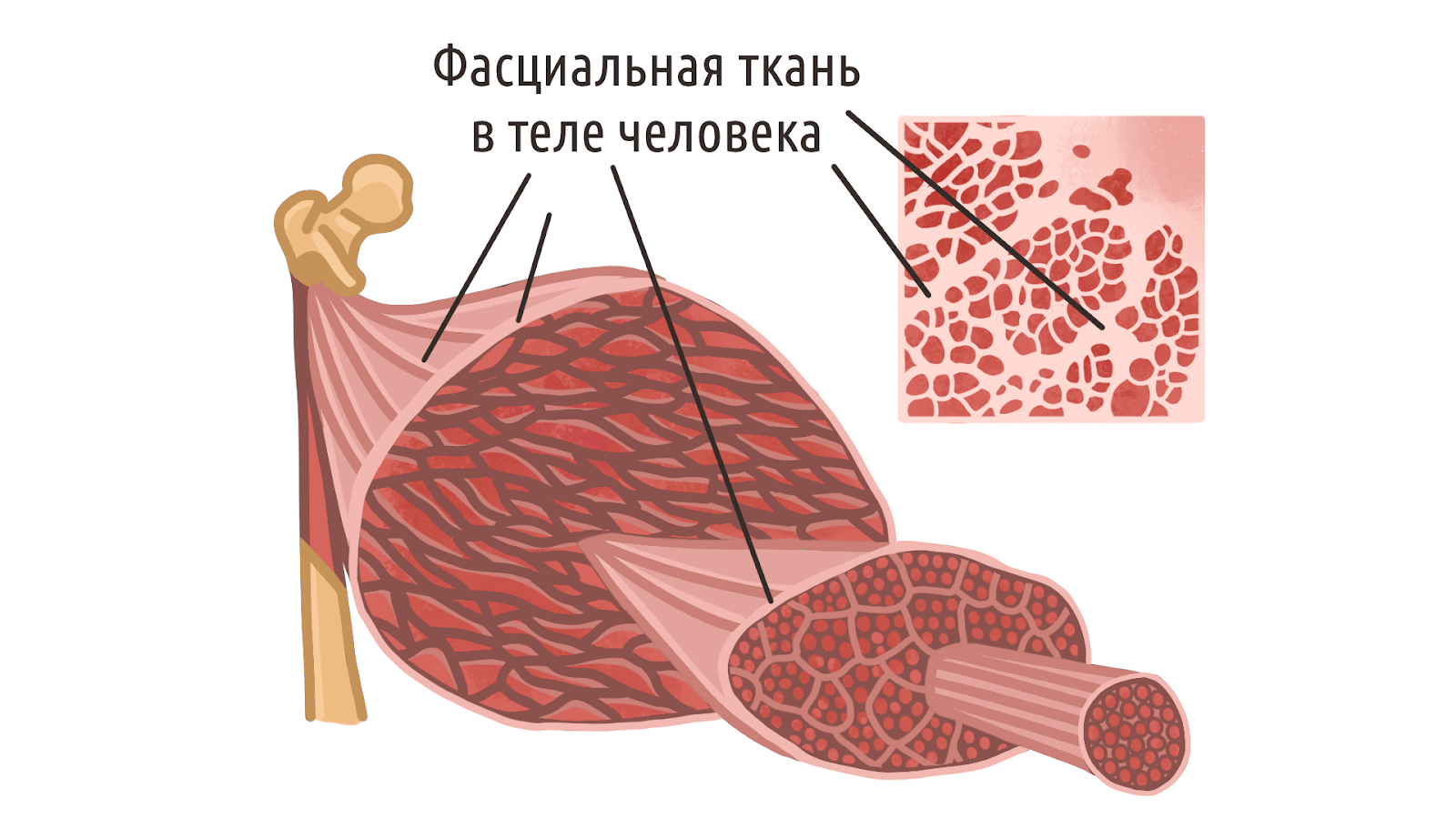 фасции